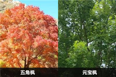 五角楓和元寶楓的區(qū)別有幾點？應(yīng)該怎么分別？