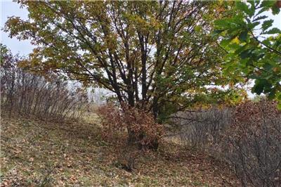 相對獨桿蒙古櫟，叢生蒙古櫟價格為什么會這么貴？